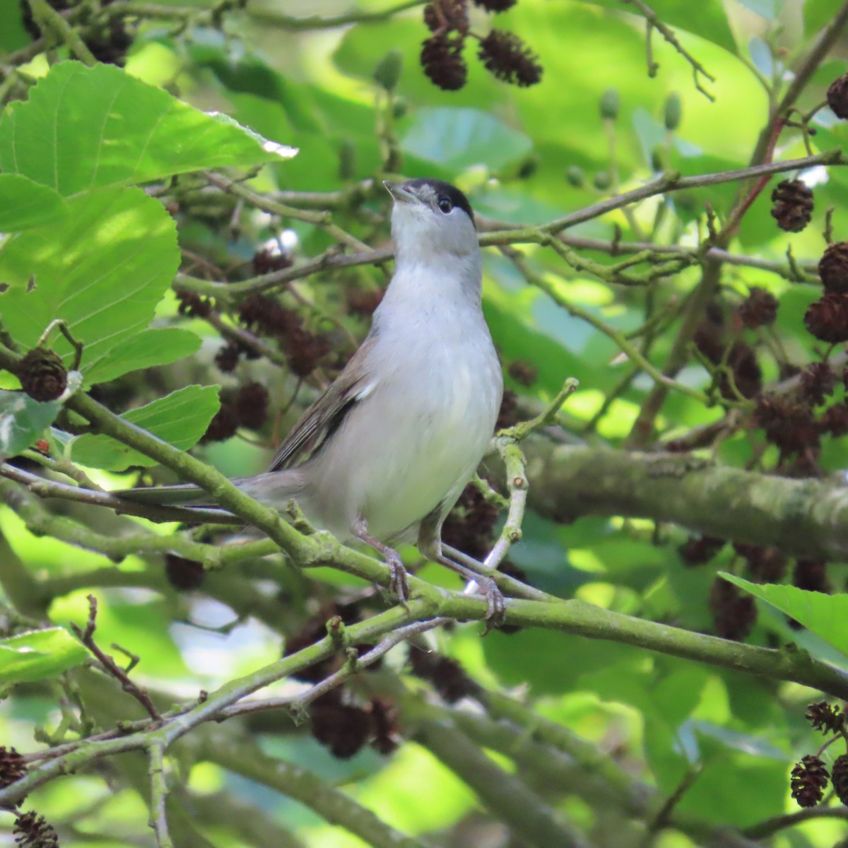 Eurasian Blackcap - Richard Fleming