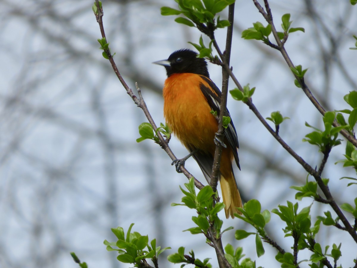 Baltimore Oriole - Christine Cote