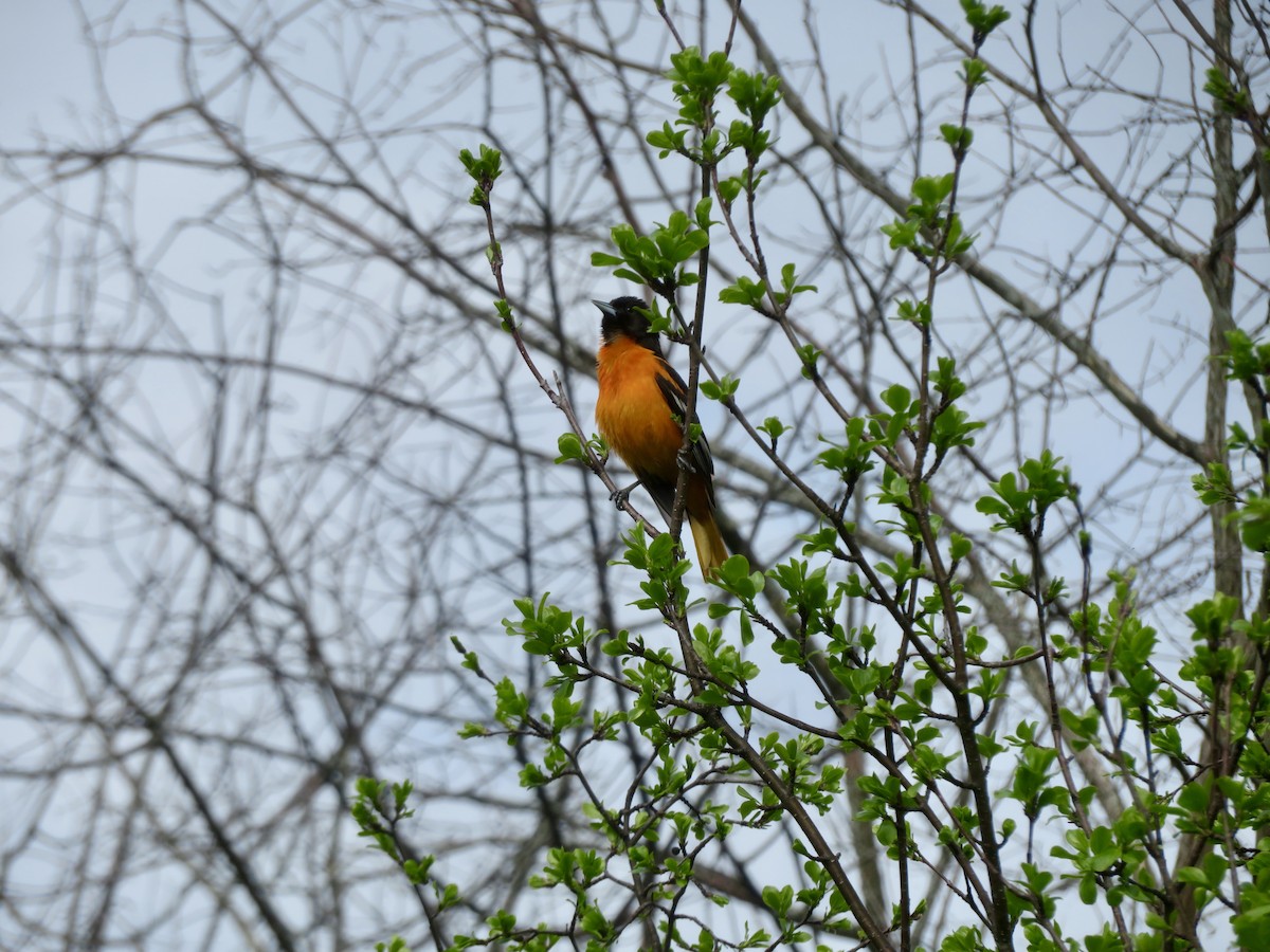 Baltimore Oriole - Christine Cote