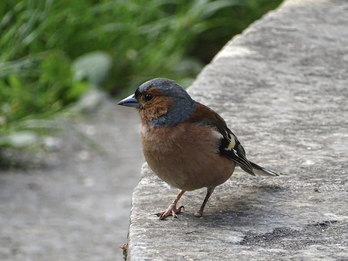 Common Chaffinch - Jeffrey Roth