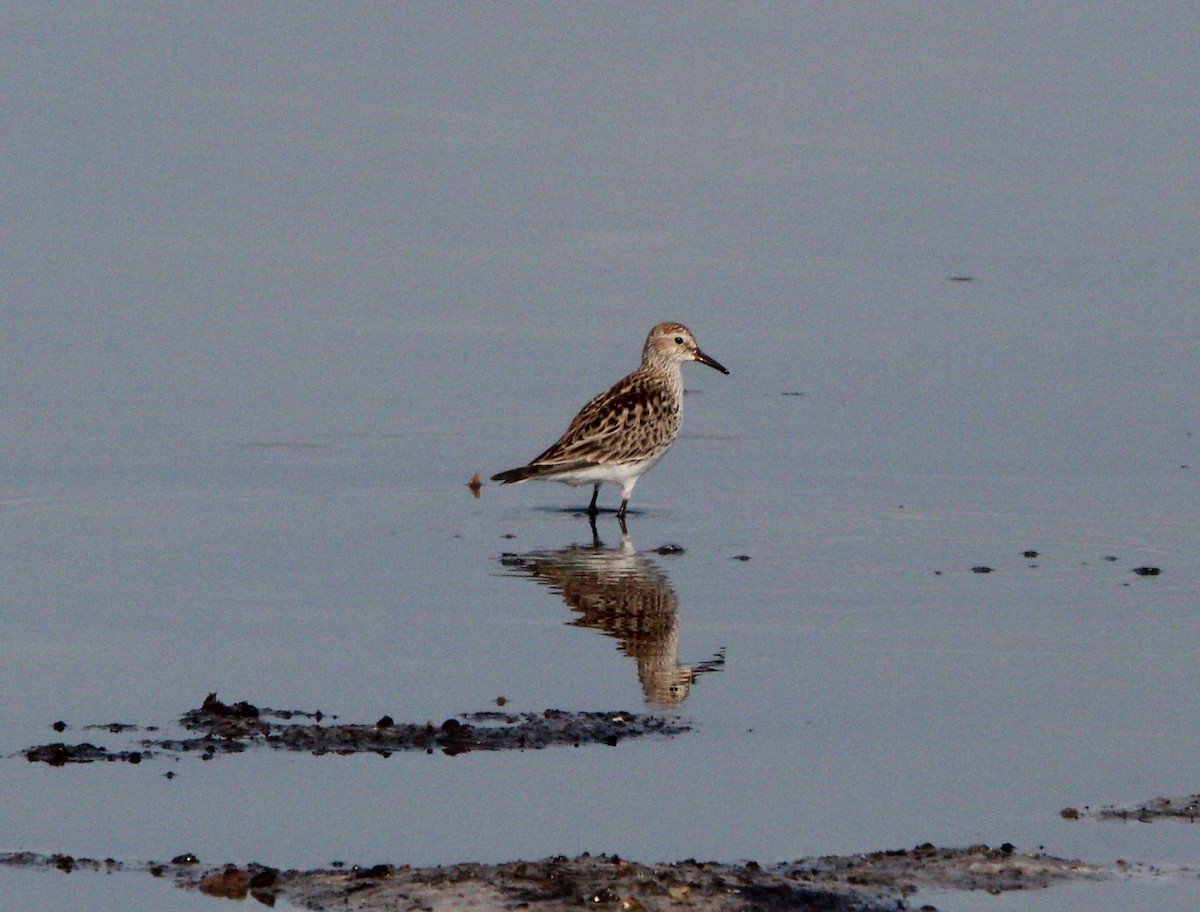 White-rumped Sandpiper - ML618831917