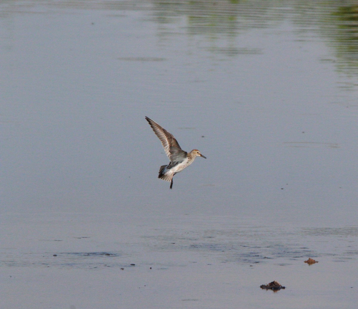 White-rumped Sandpiper - ML618831920