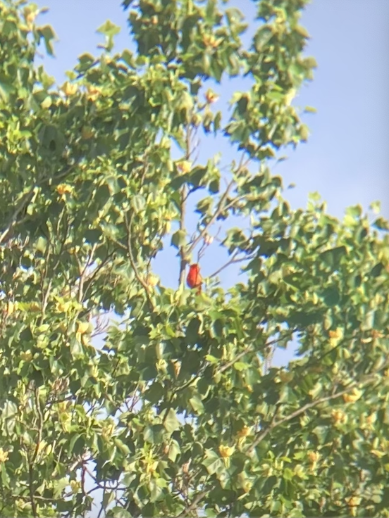 tanager sp. (Piranga sp.) - ML618831921