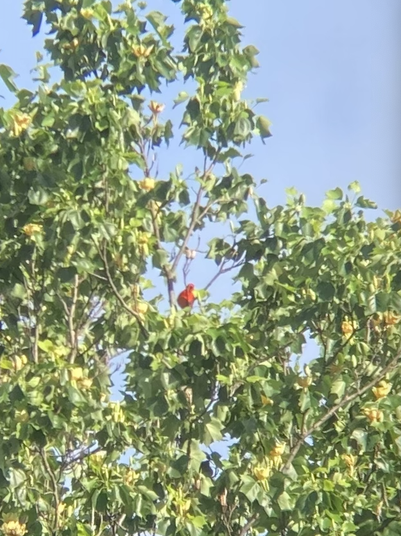 tanager sp. (Piranga sp.) - ML618831922