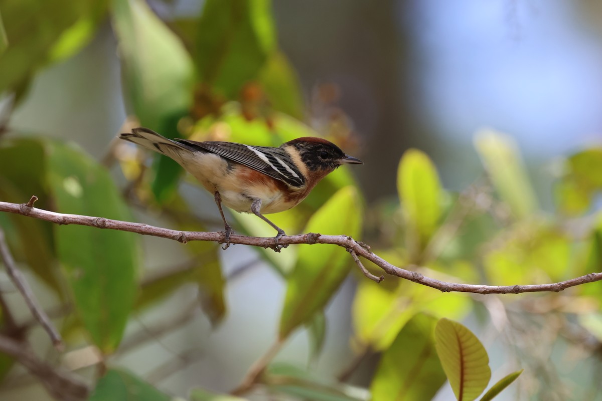 Bay-breasted Warbler - ML618831923
