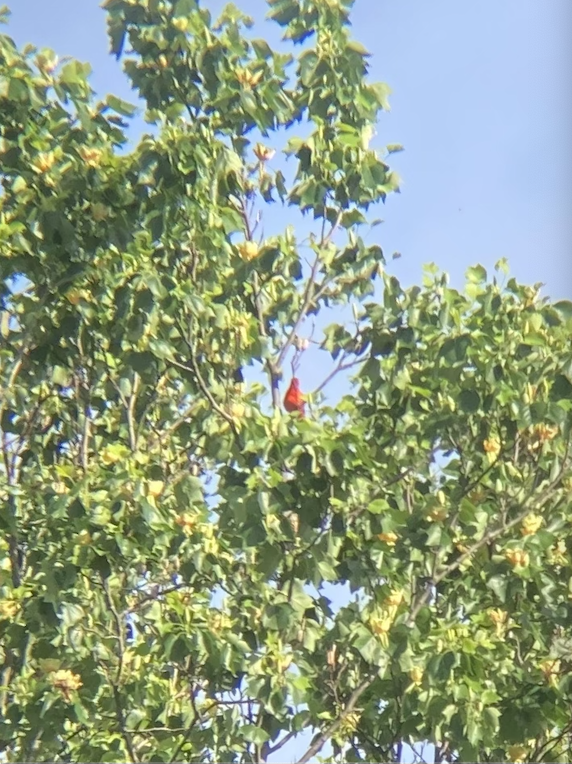 tanager sp. (Piranga sp.) - ML618831924