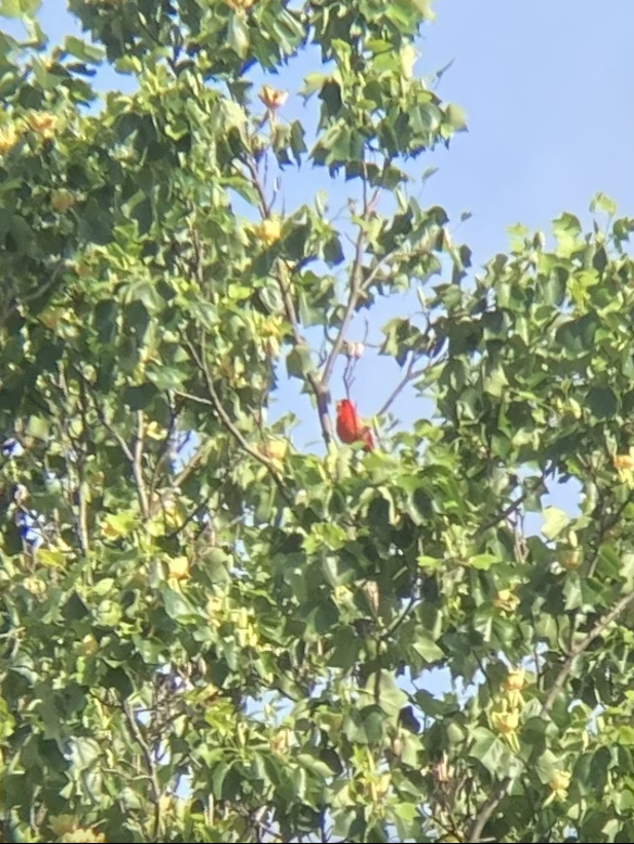 tanager sp. (Piranga sp.) - ML618831925