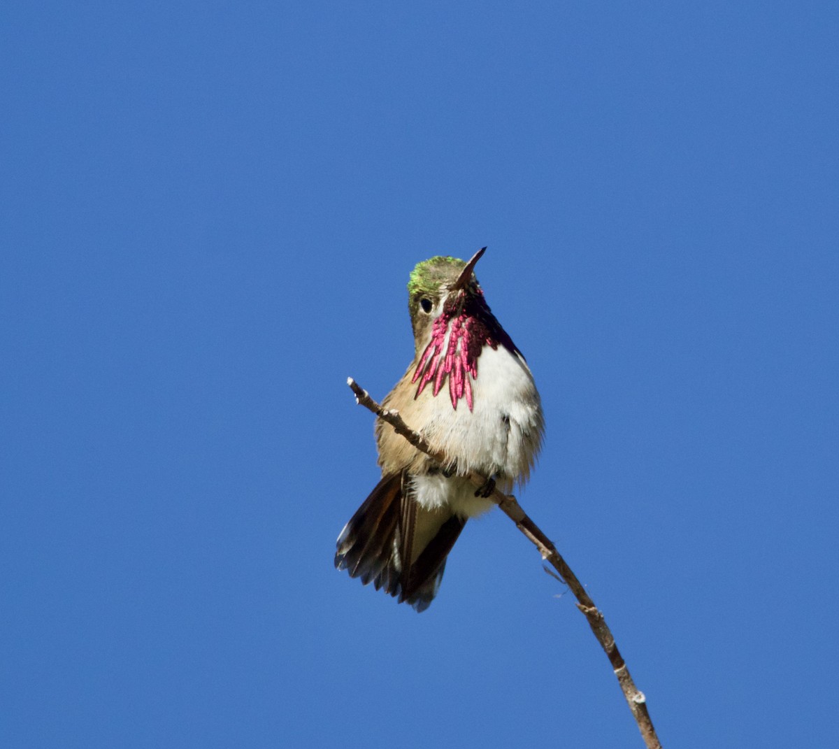 Calliope Hummingbird - Jordan Juzdowski