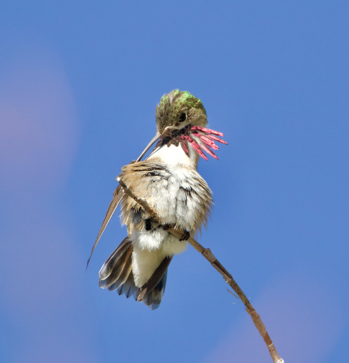 Calliope Hummingbird - Jordan Juzdowski