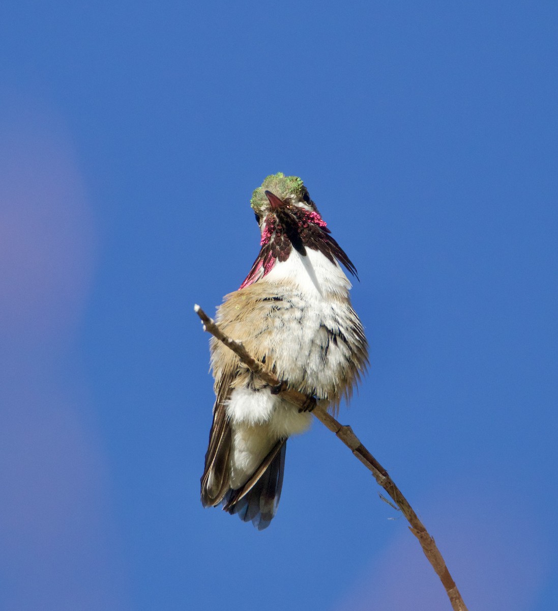 Calliope Hummingbird - Jordan Juzdowski