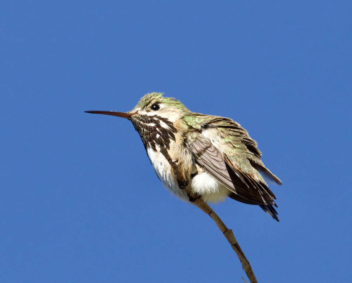 Calliope Hummingbird - Jordan Juzdowski