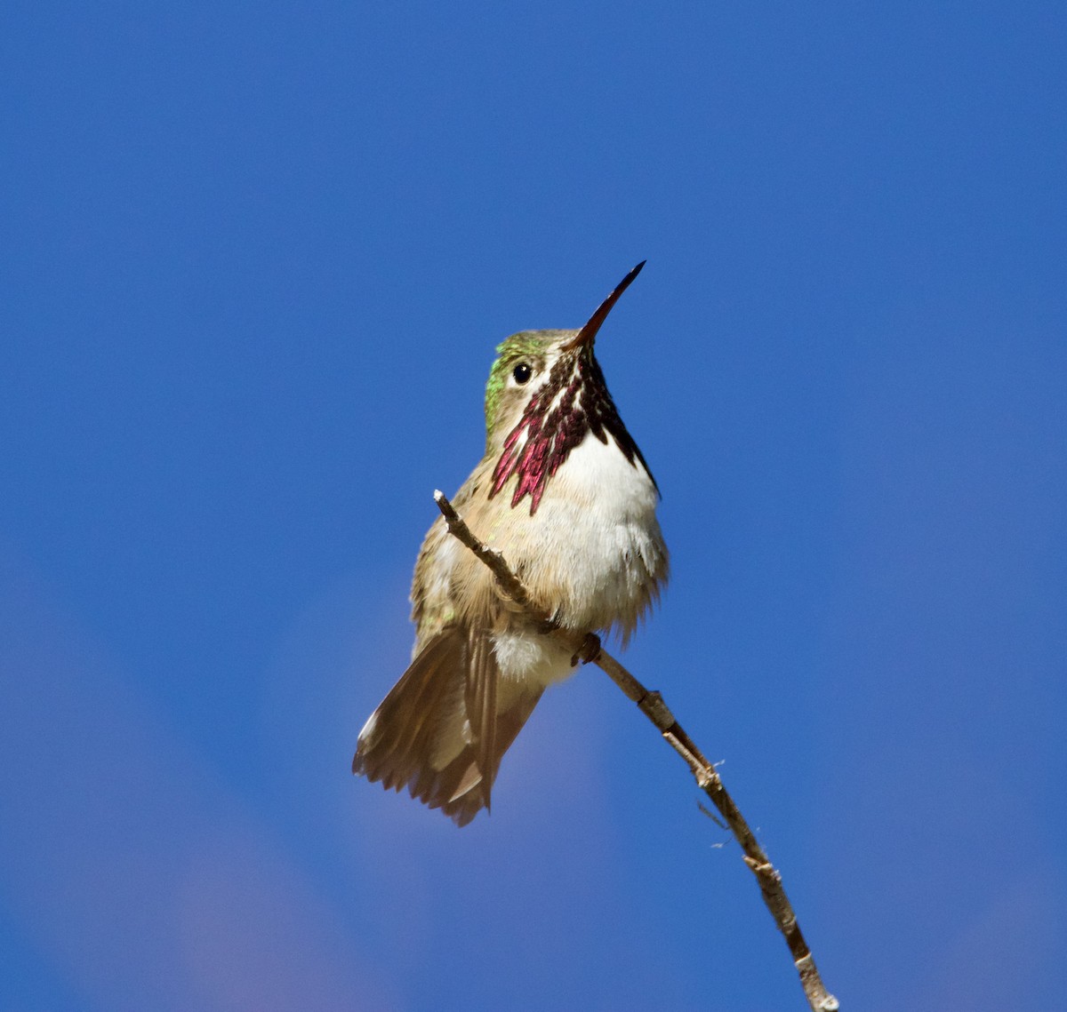 Calliope Hummingbird - Jordan Juzdowski