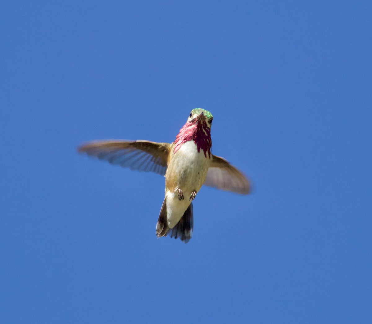 Calliope Hummingbird - Jordan Juzdowski