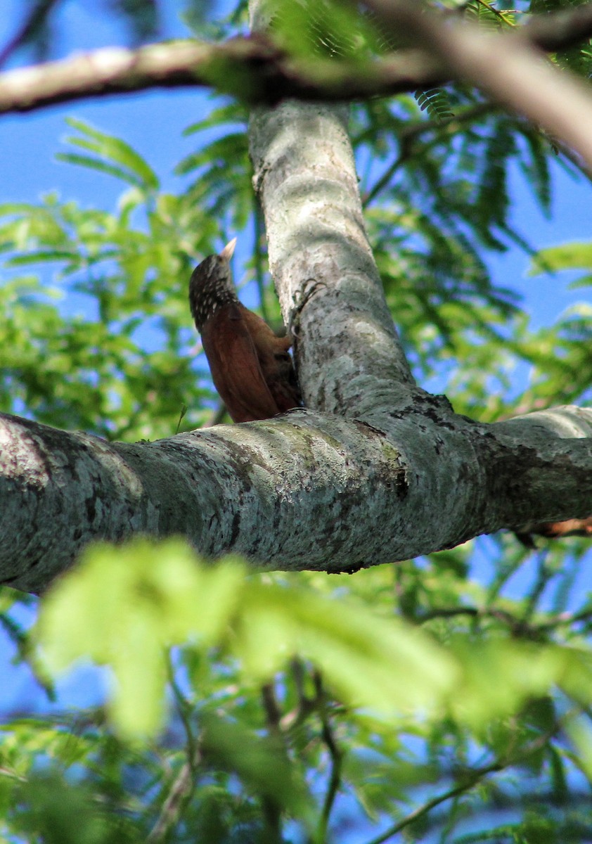 Straight-billed Woodcreeper - ML618831939