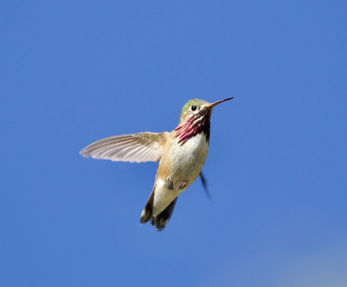 Calliope Hummingbird - Jordan Juzdowski