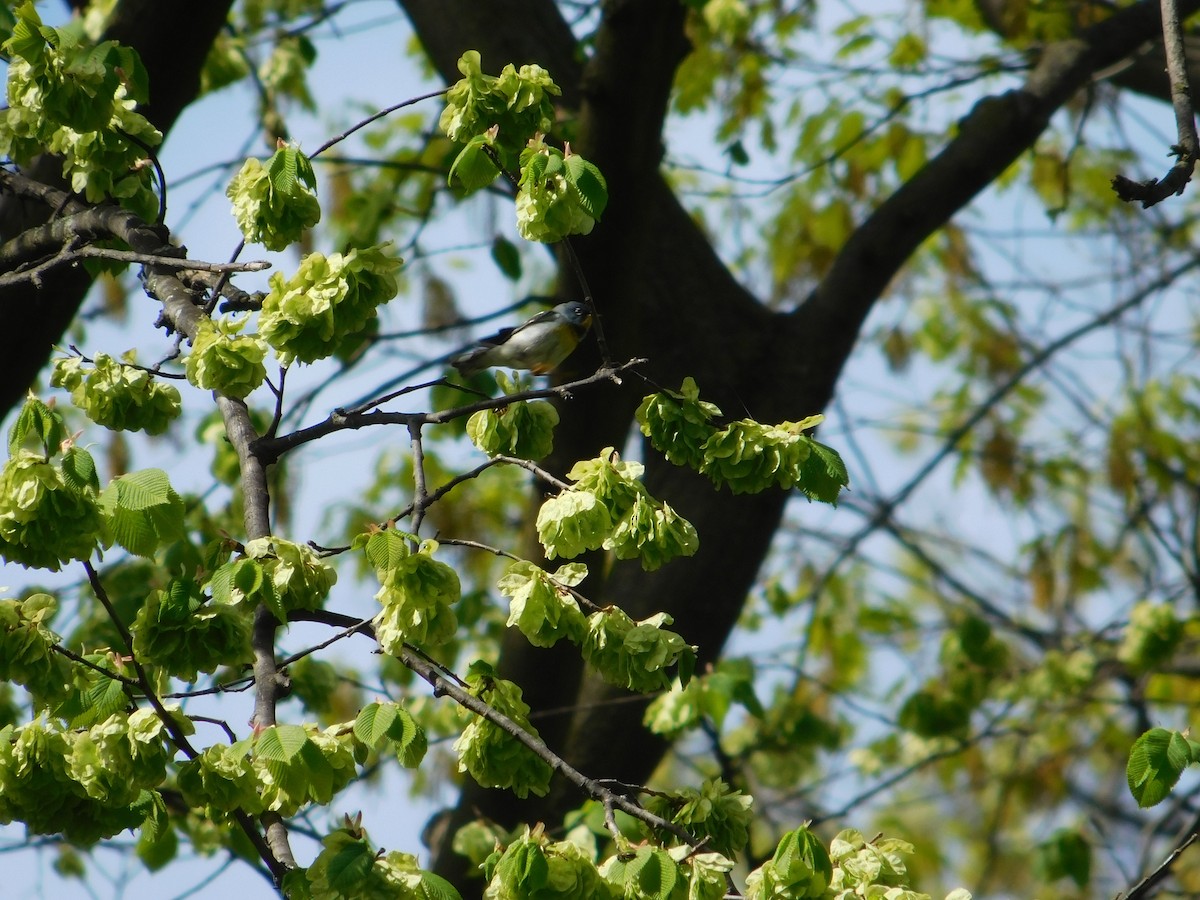 Northern Parula - Arrow Z L