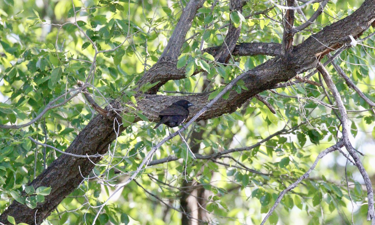 Bronzed Cowbird - ML618831955