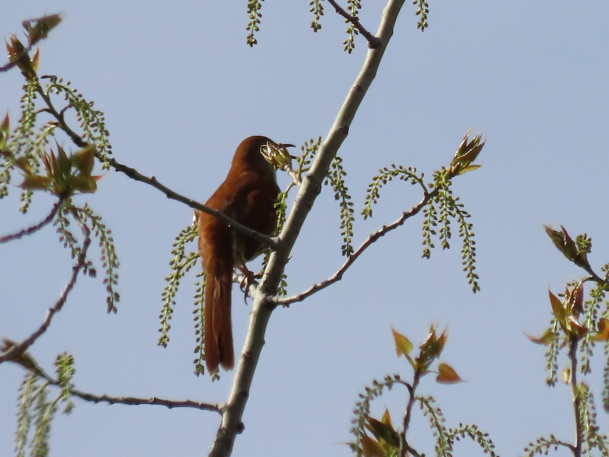 Brown Thrasher - ML618831961