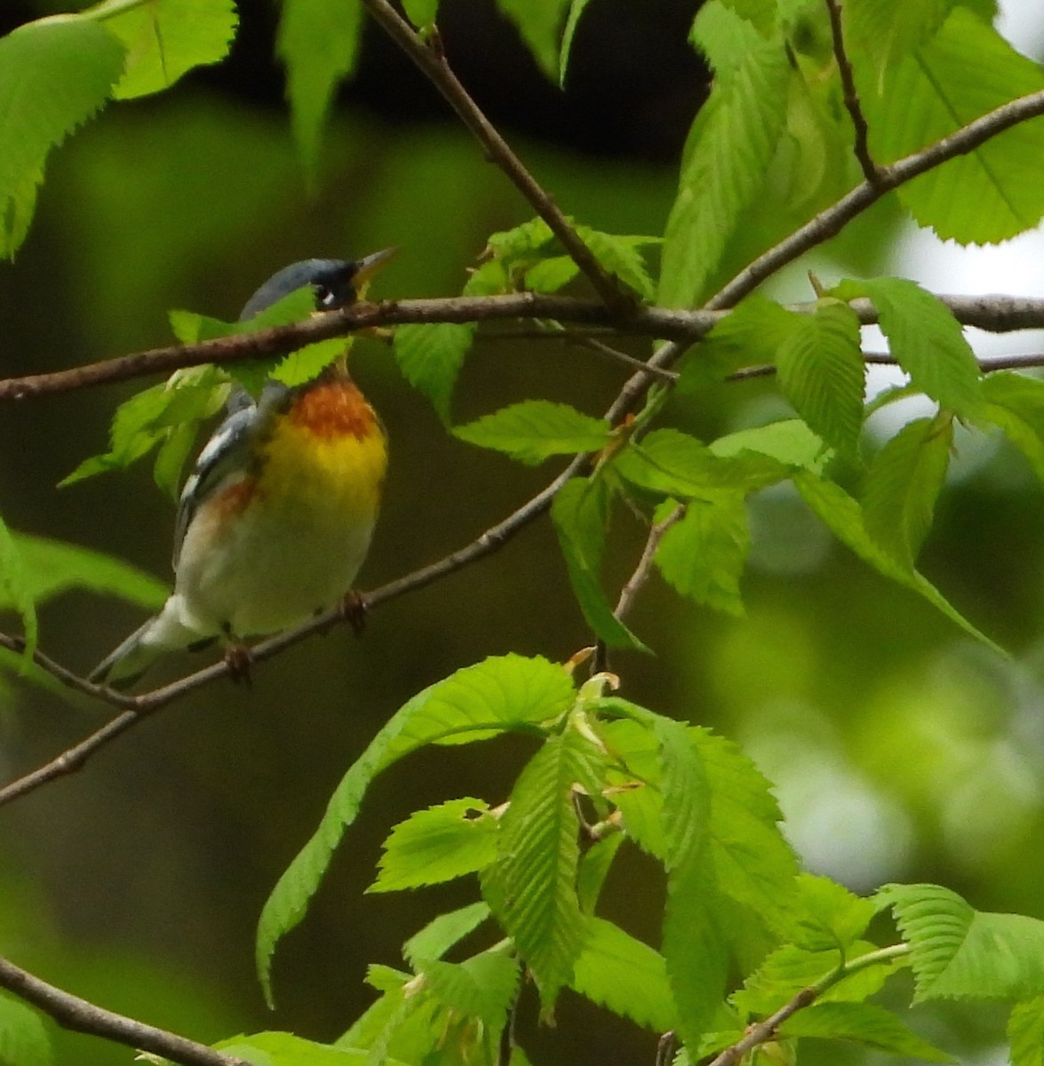 Northern Parula - Shirley Andrews