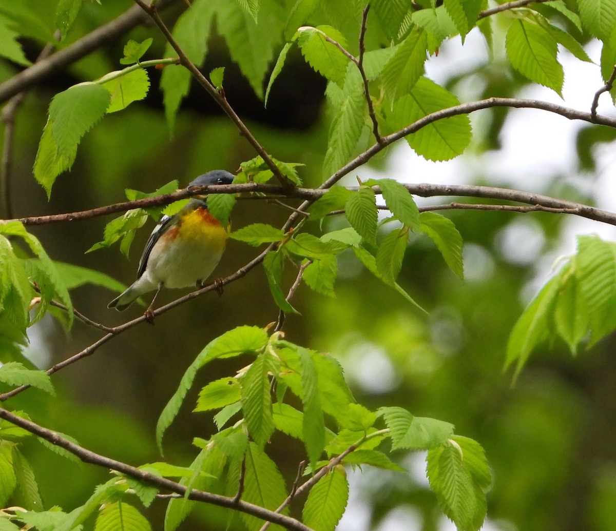 Northern Parula - Shirley Andrews