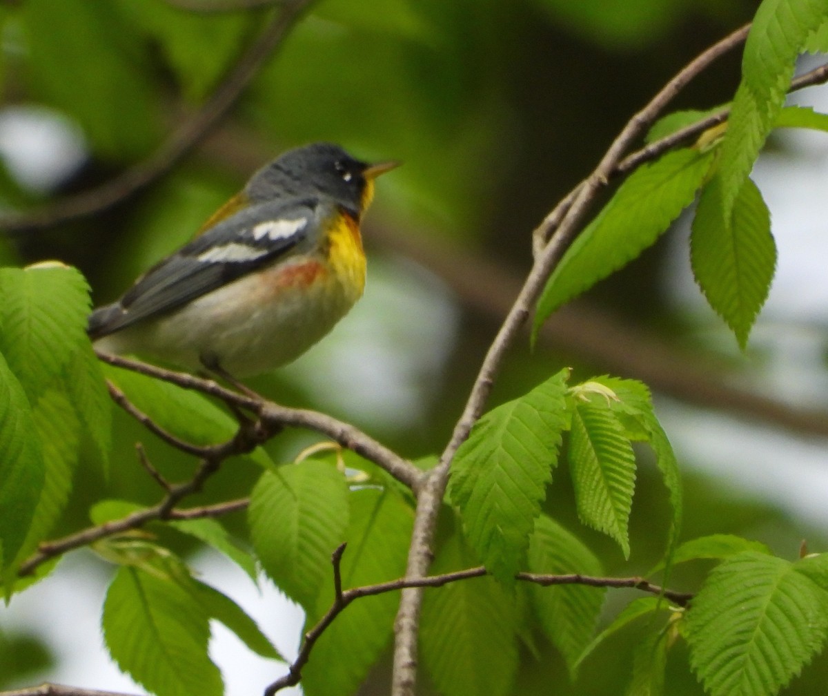 Northern Parula - Shirley Andrews