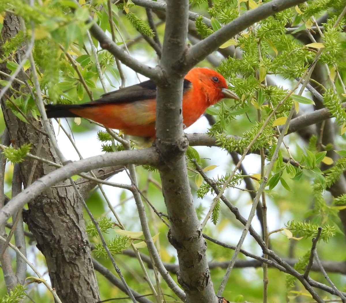 Scarlet Tanager - Donna Kenski