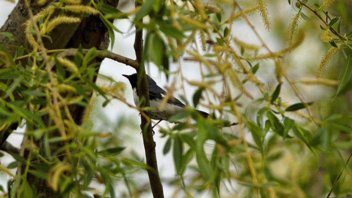 Black-throated Blue Warbler - Galya Dokshina