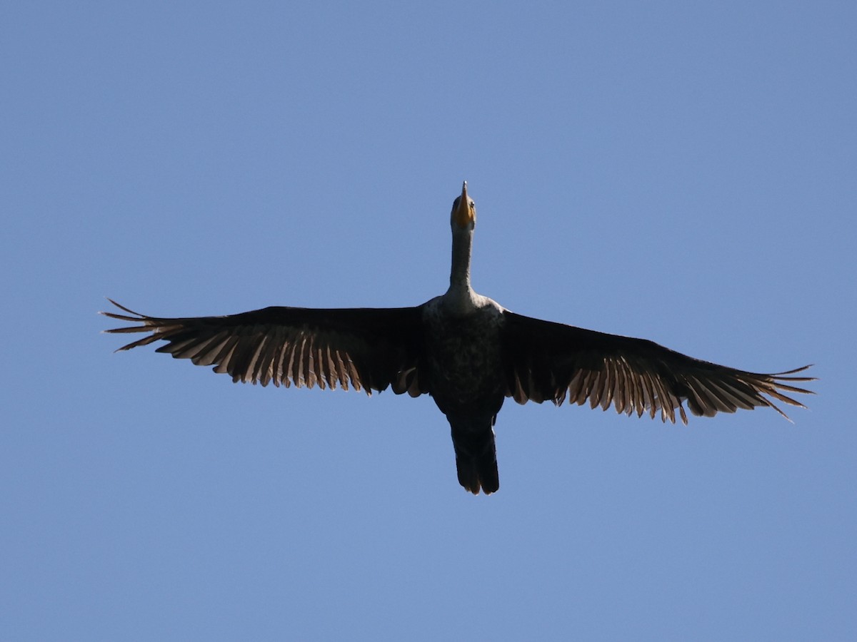 Double-crested Cormorant - Michael Burkhart