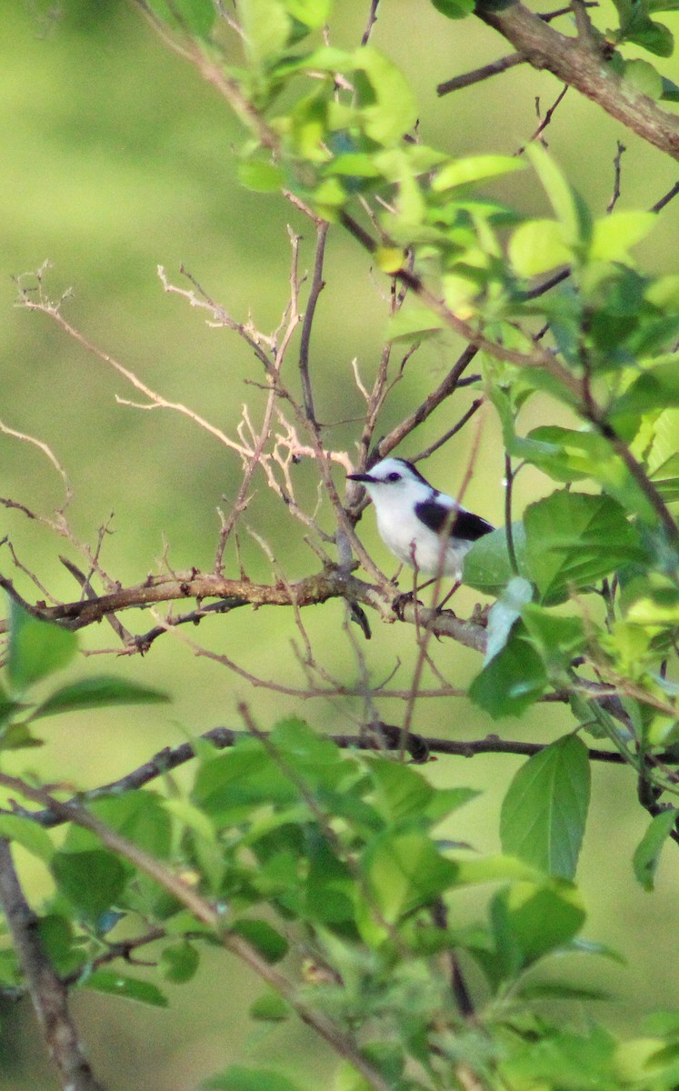 Pied Water-Tyrant - ML618831999