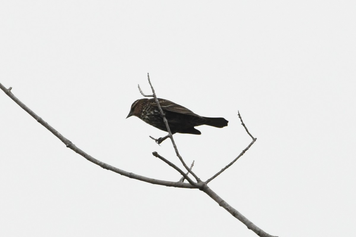 Red-winged Blackbird - Penguin Iceberg