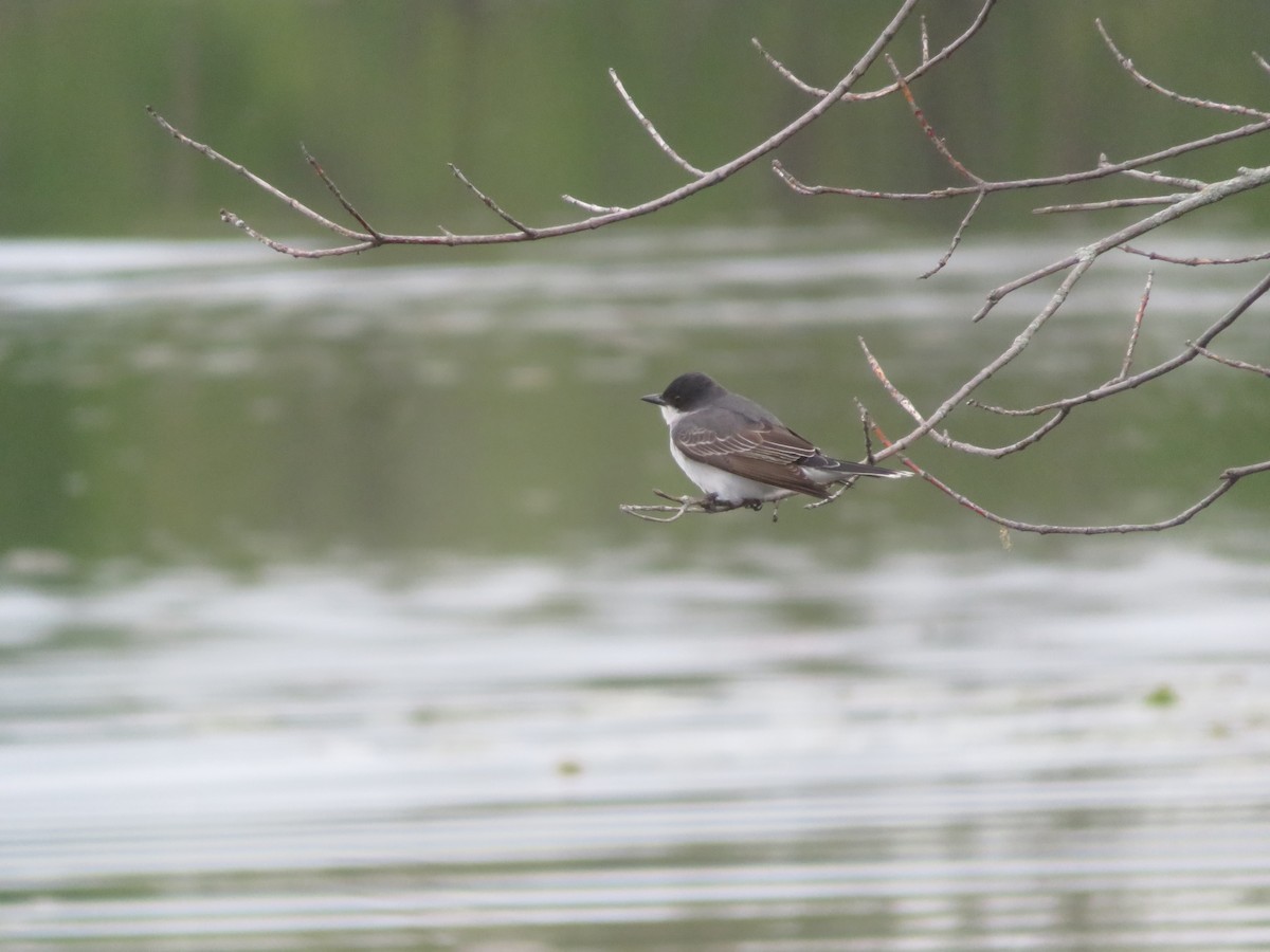 Eastern Phoebe - Christine Cote