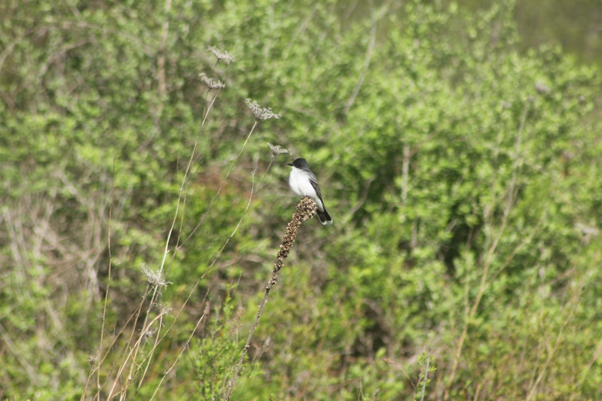 Eastern Kingbird - ML618832033