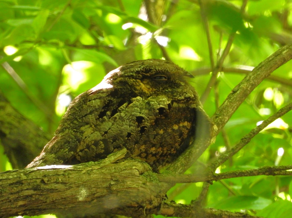 Eastern Whip-poor-will - Janet Pellegrini