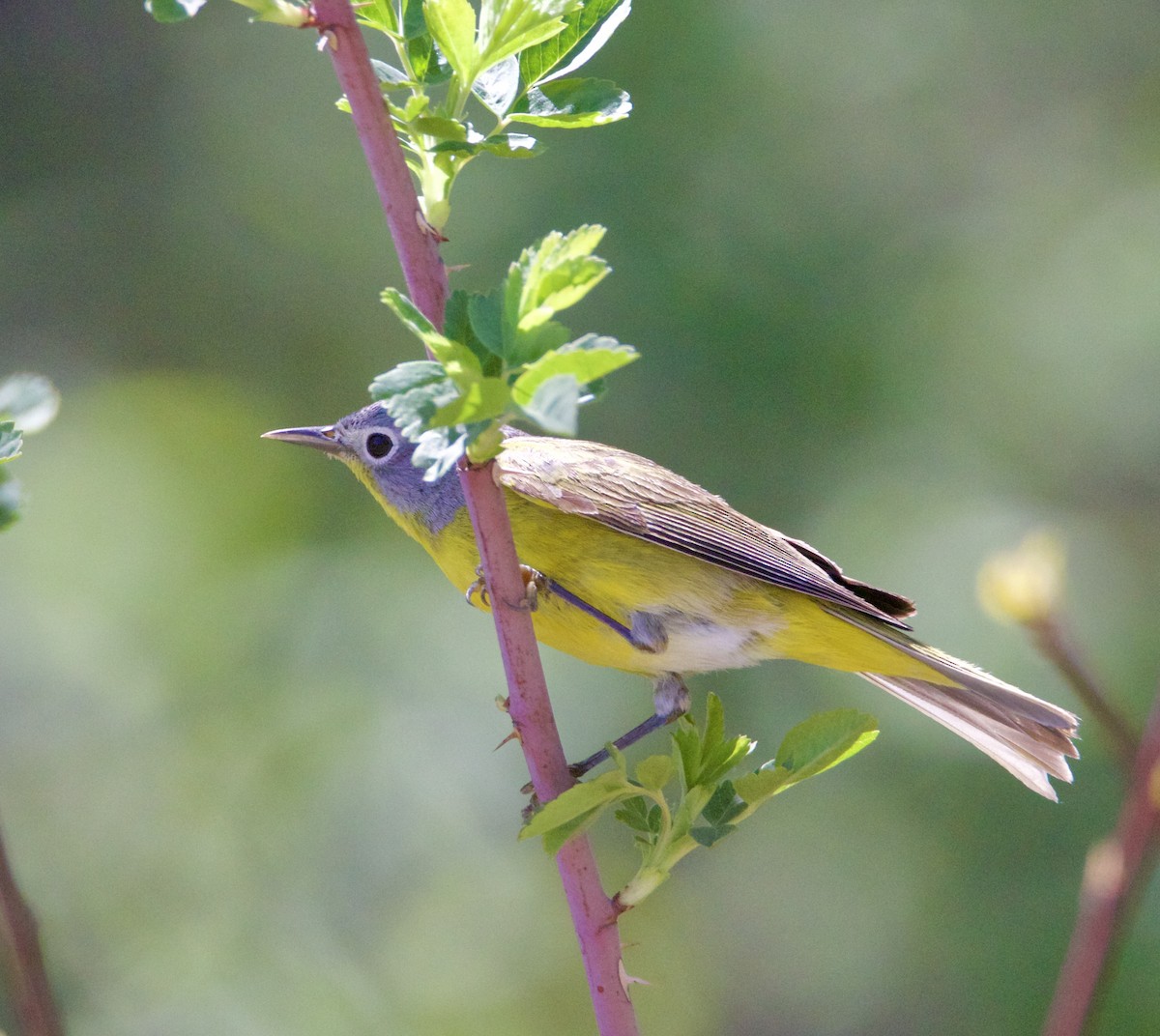 Nashville Warbler - Jordan Juzdowski