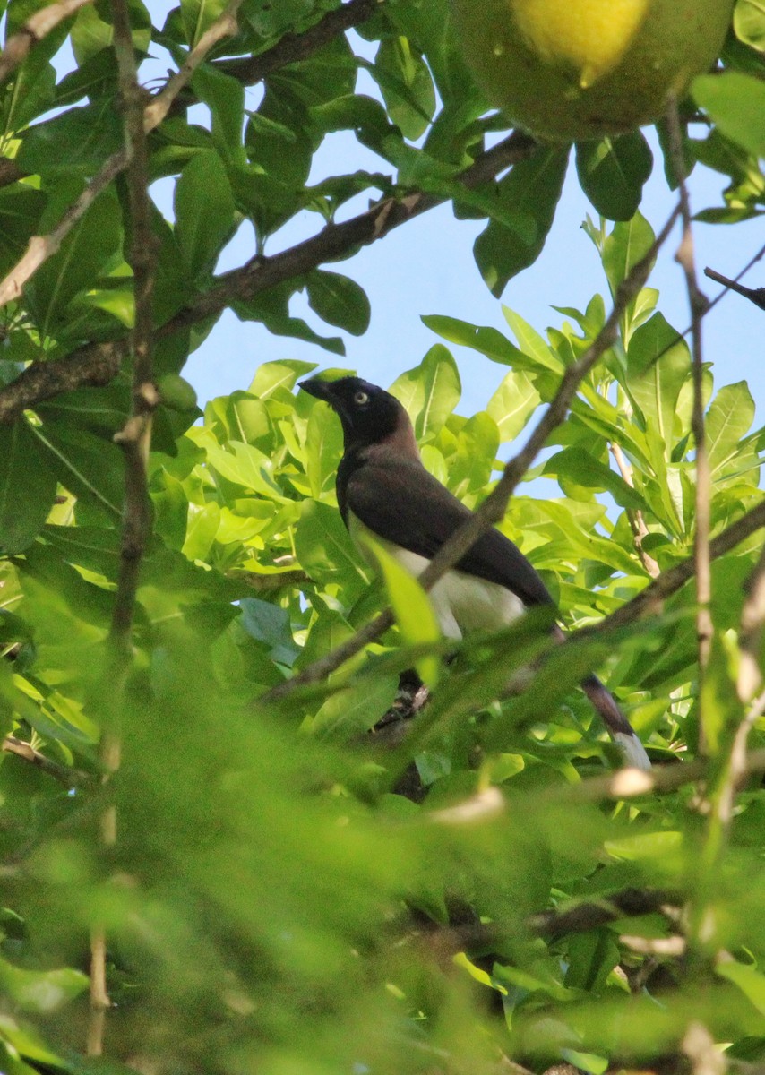 Black-chested Jay - María Auxiliadora Martinez Jimenez