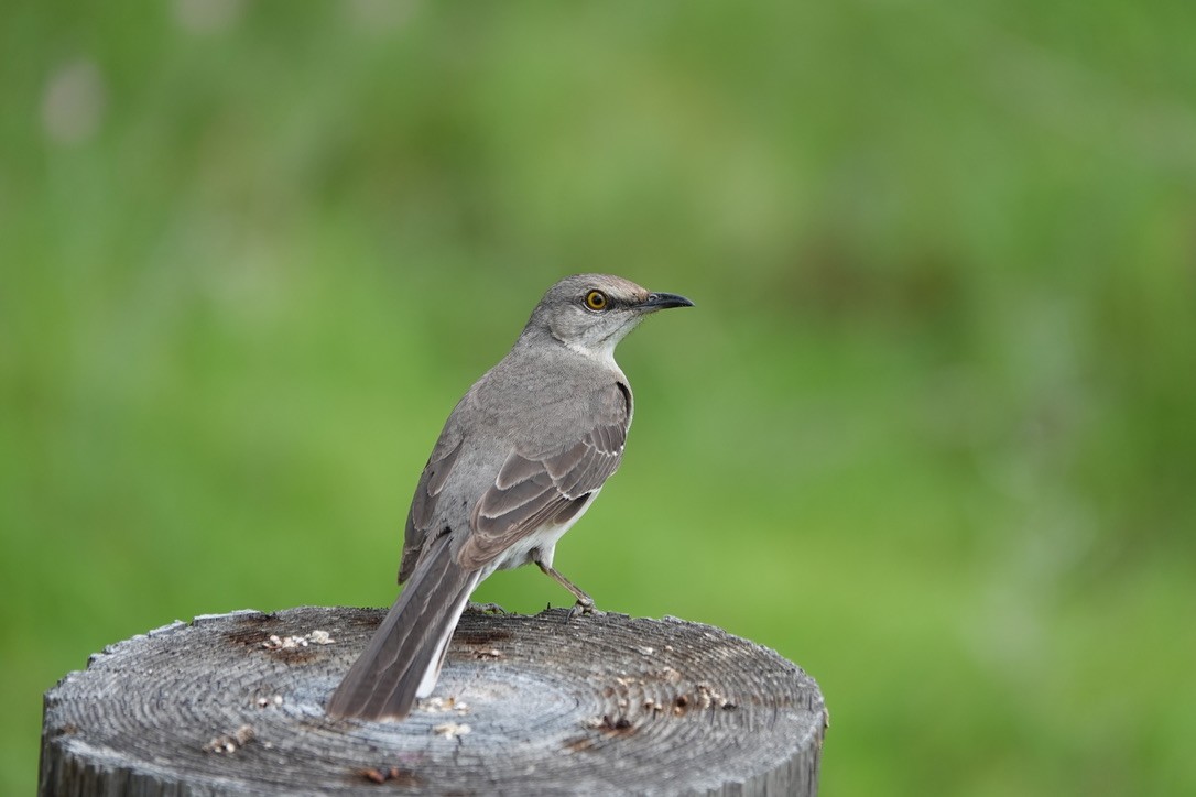 Northern Mockingbird - ML618832050