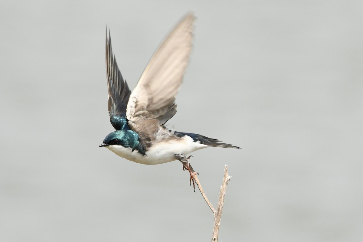 Tree Swallow - Penguin Iceberg