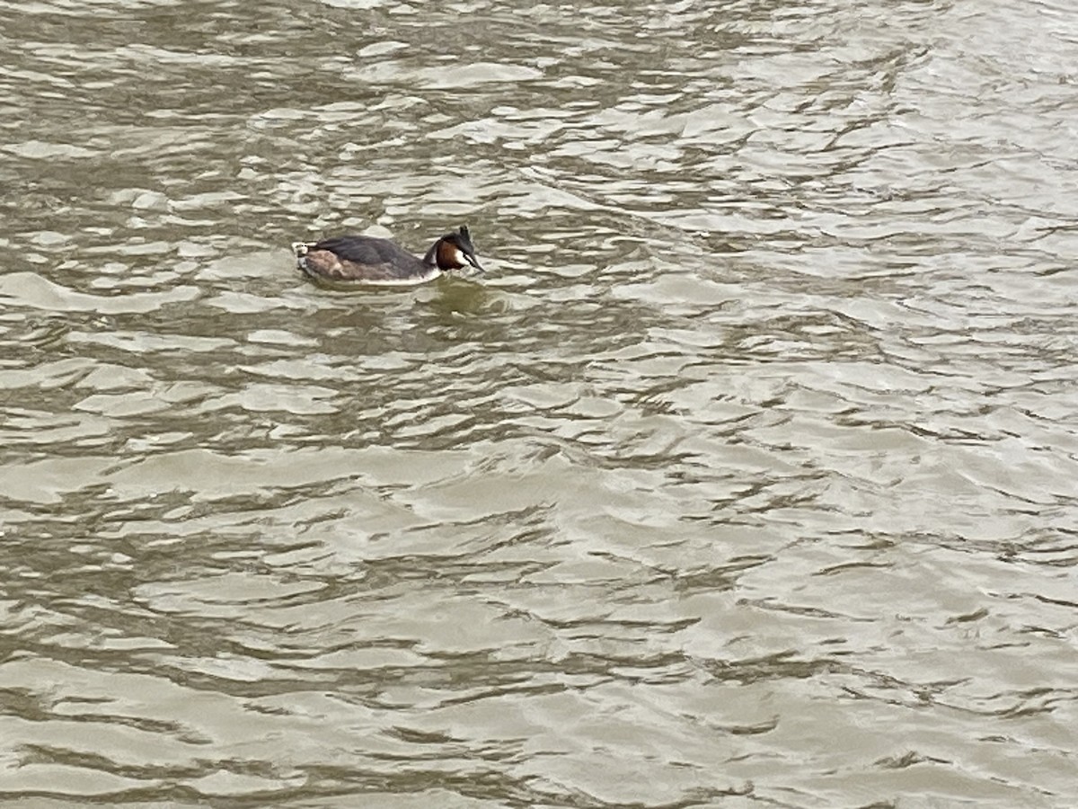 Great Crested Grebe - John Moreland