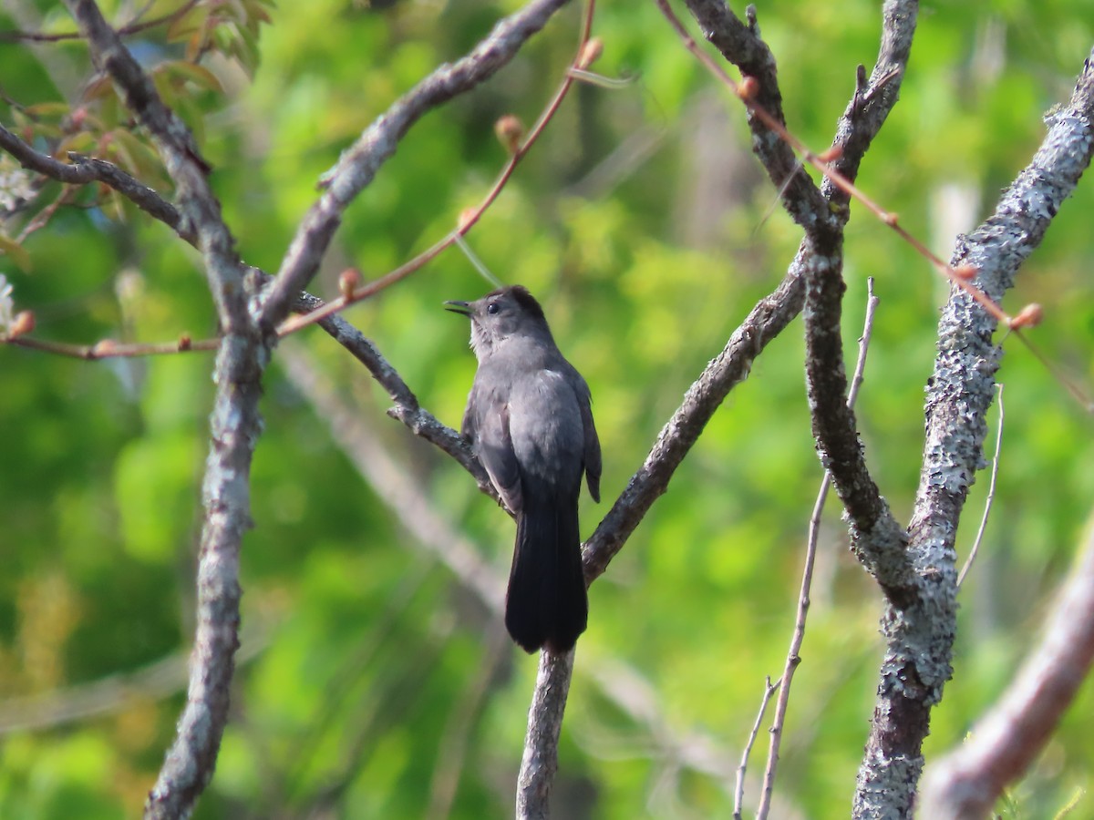 Gray Catbird - ML618832077