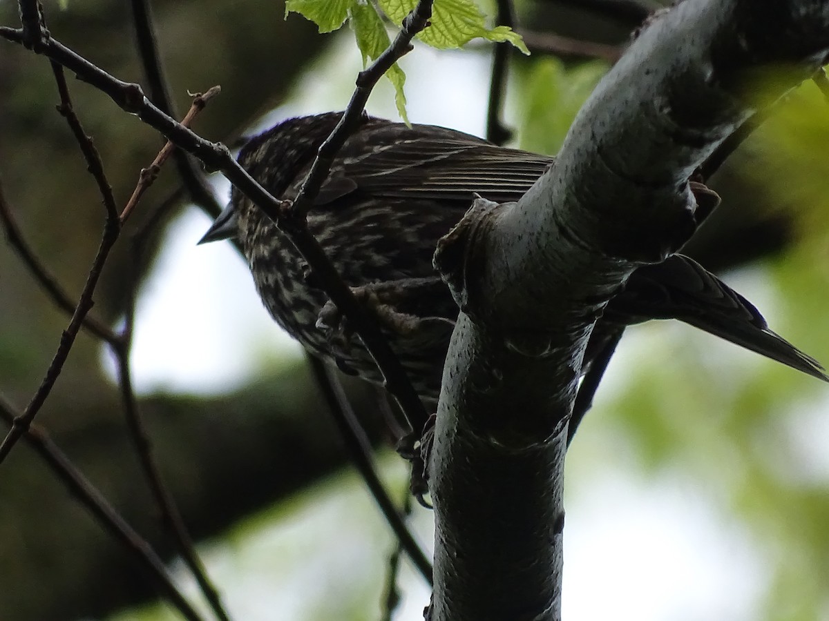 Red-winged Blackbird - Jim Walton