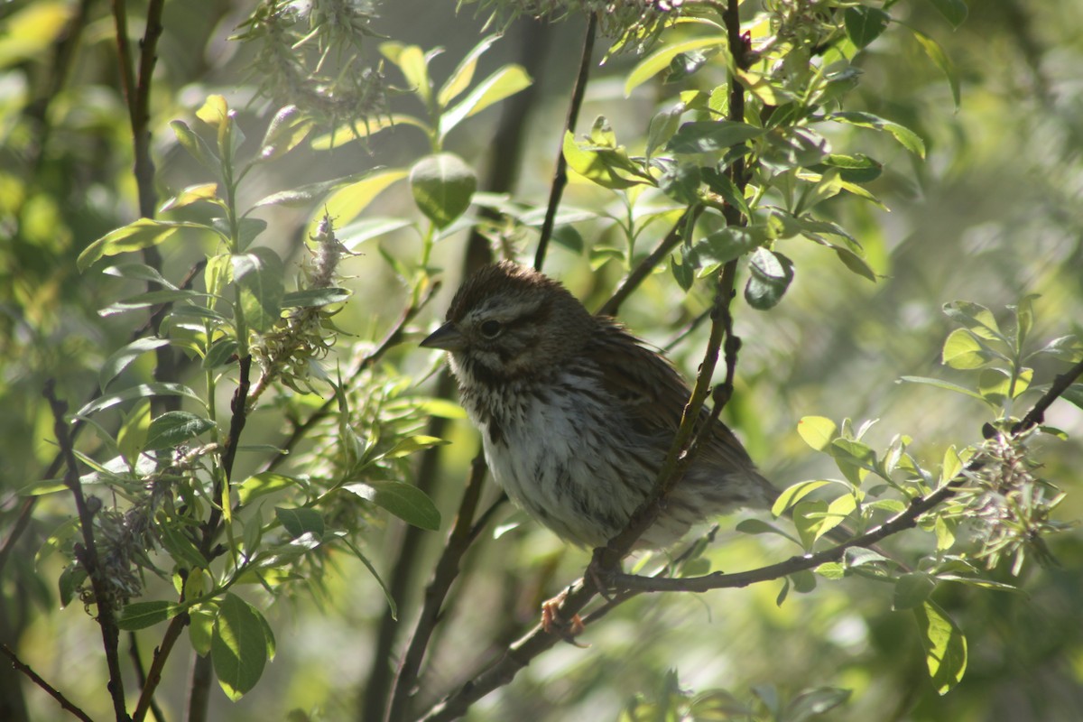 Song Sparrow - ML618832081