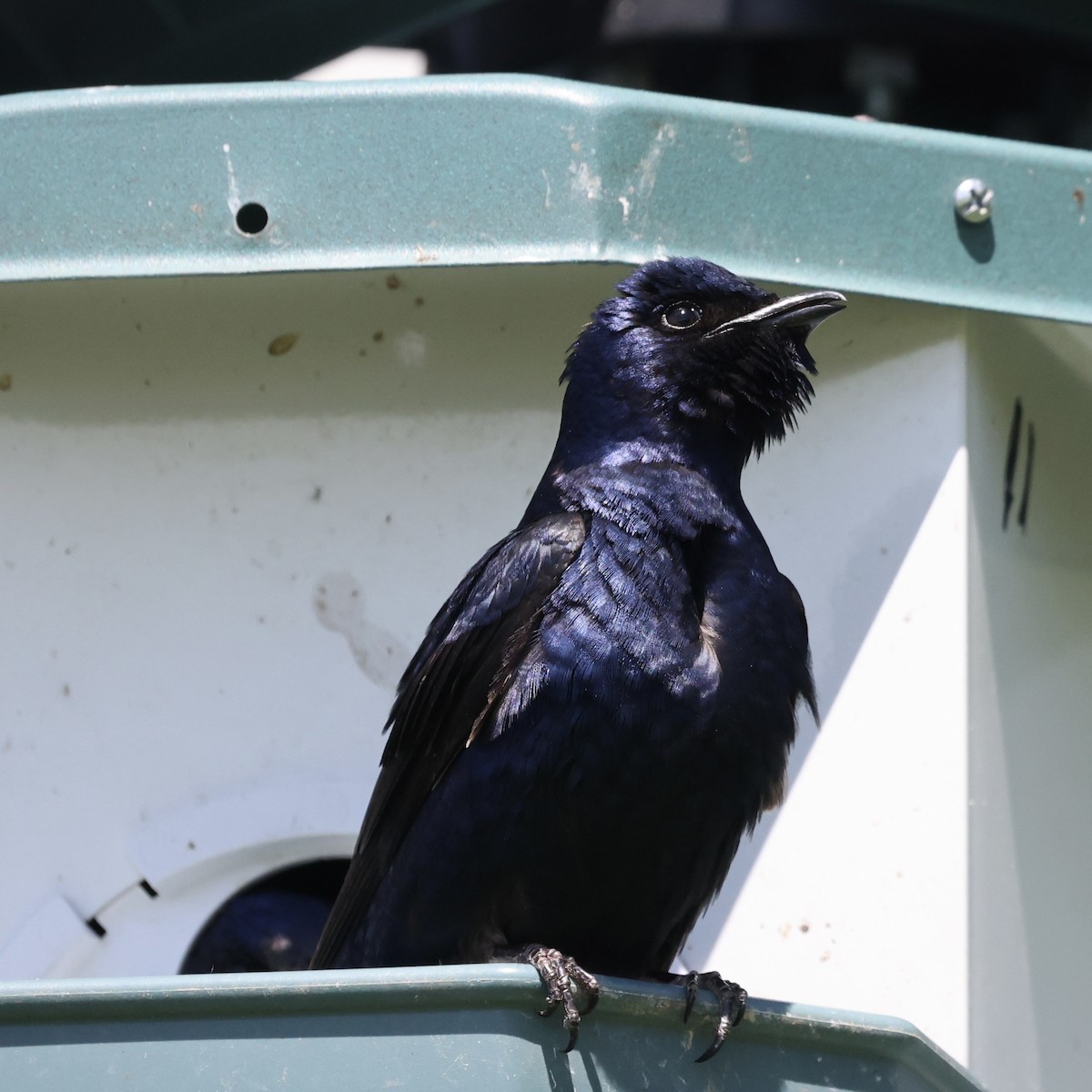 Purple Martin - Michael Burkhart