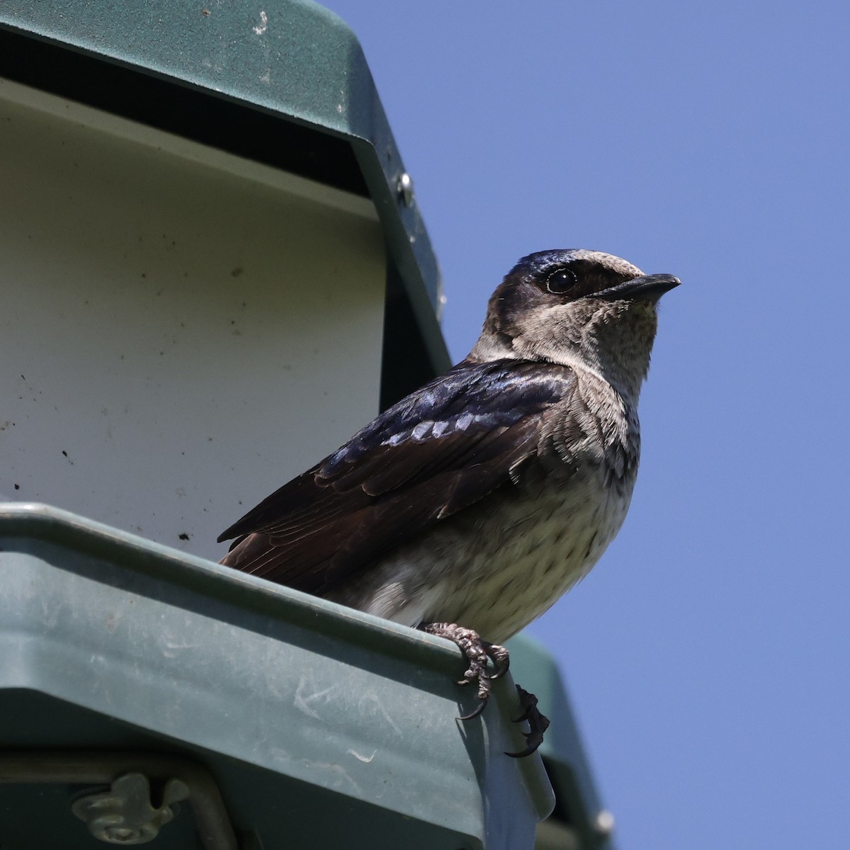 Purple Martin - Michael Burkhart