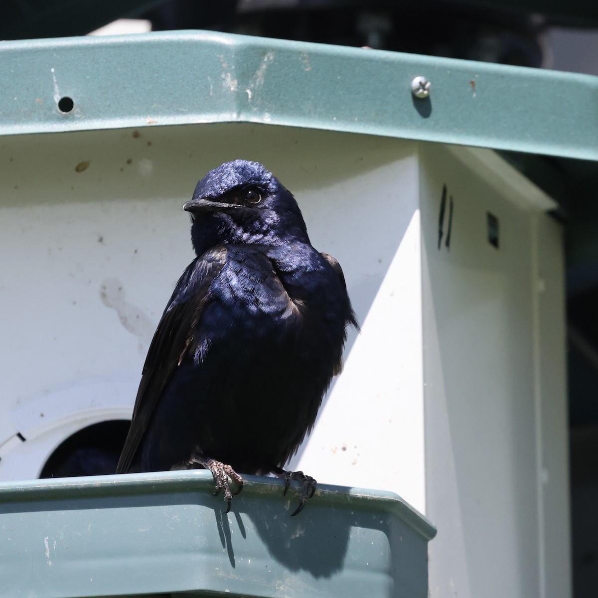 Purple Martin - Michael Burkhart