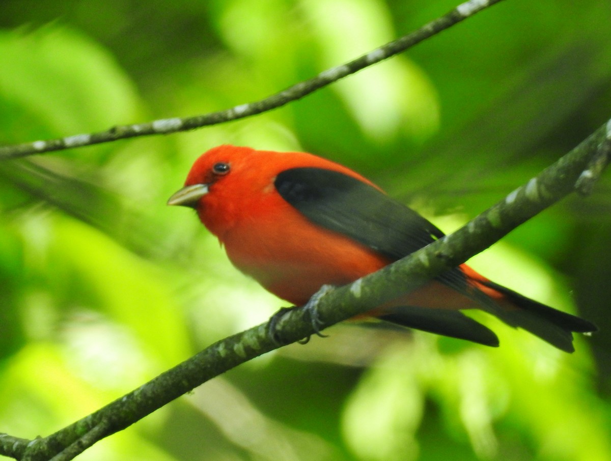 Scarlet Tanager - Kent Miller