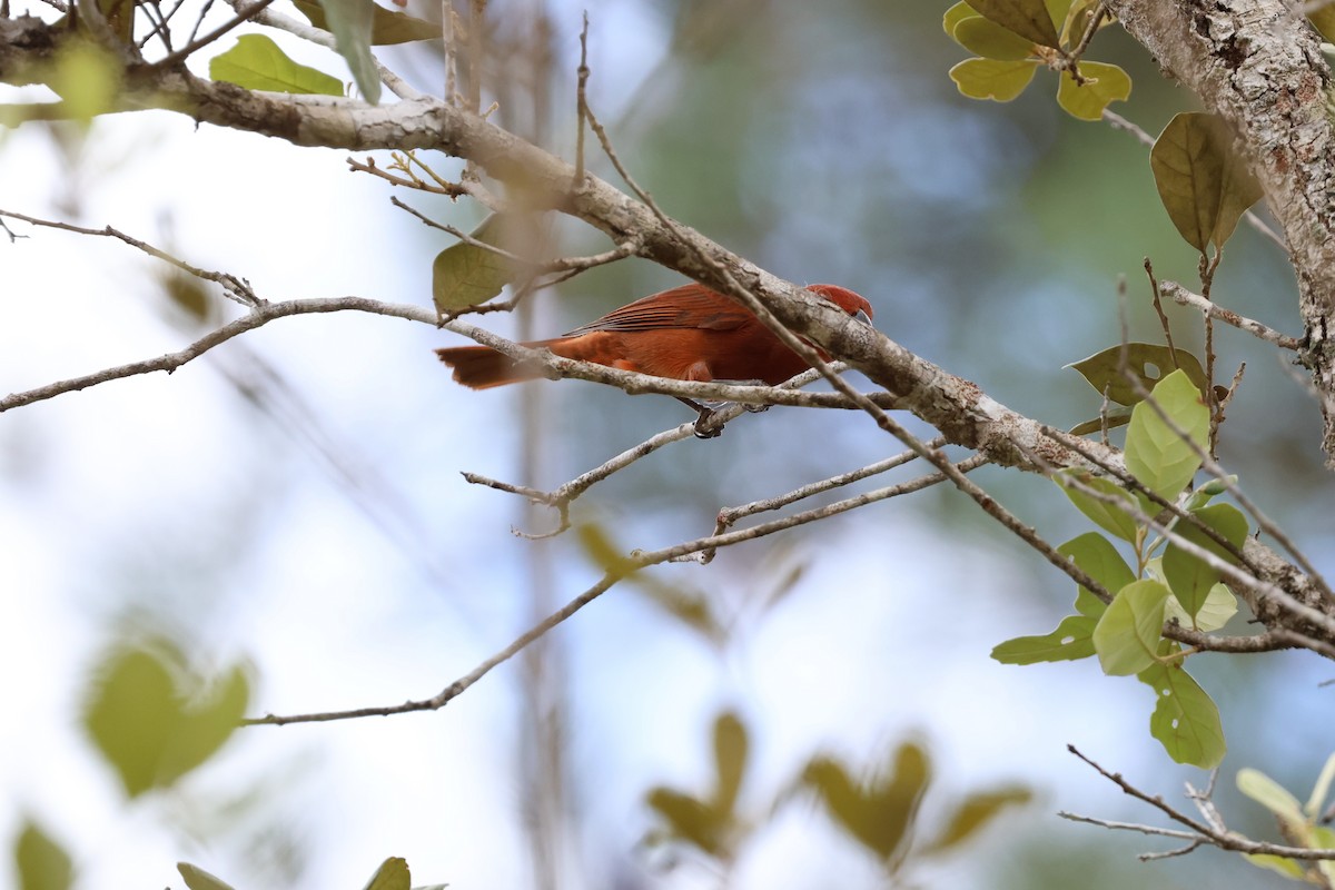 Hepatic Tanager - Andy Bridges