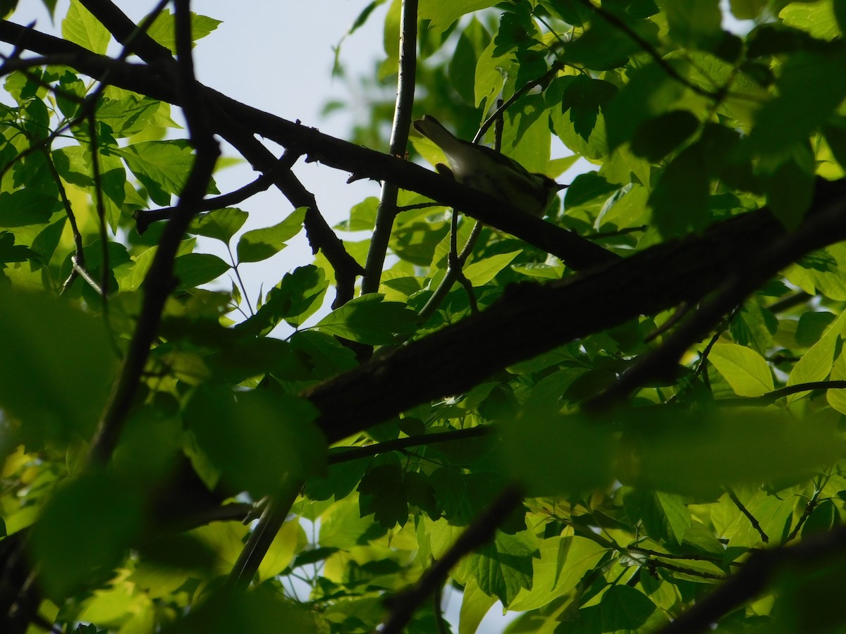 Chestnut-sided Warbler - Arrow Z L