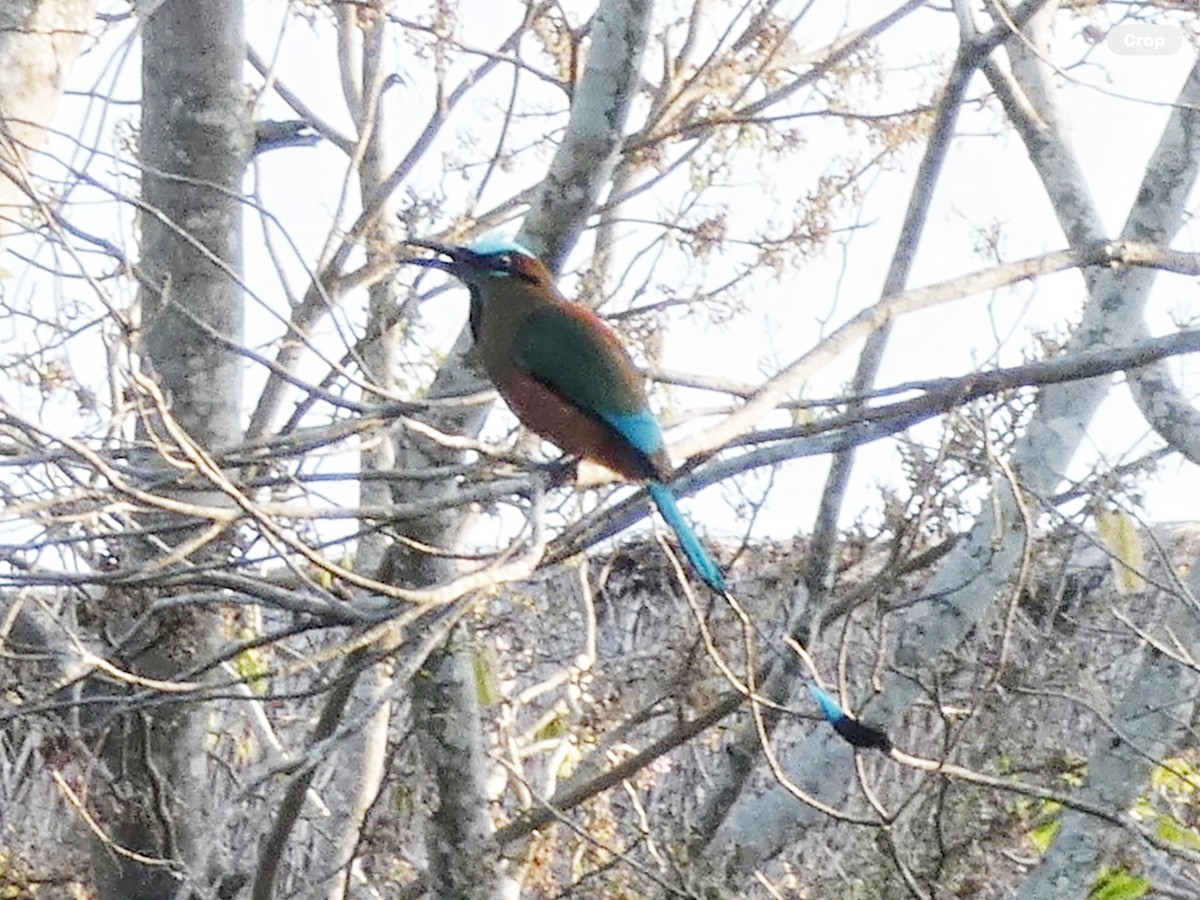 Motmot à sourcils bleus - ML618832101