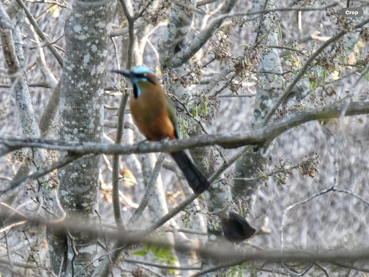 Turquoise-browed Motmot - Willeke and Frits Bosveld - van Rijn