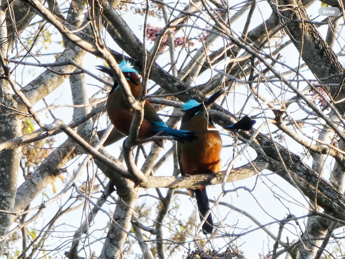 Turquoise-browed Motmot - Willeke and Frits Bosveld - van Rijn